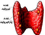 غدد پاراتیروئید