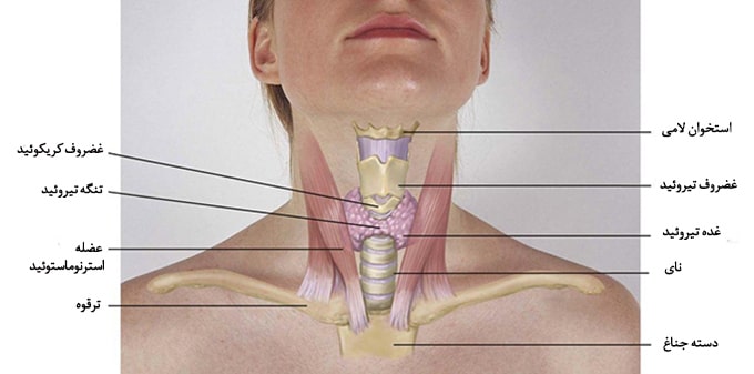 غده تیروئید چگونه عمل می‌کند
